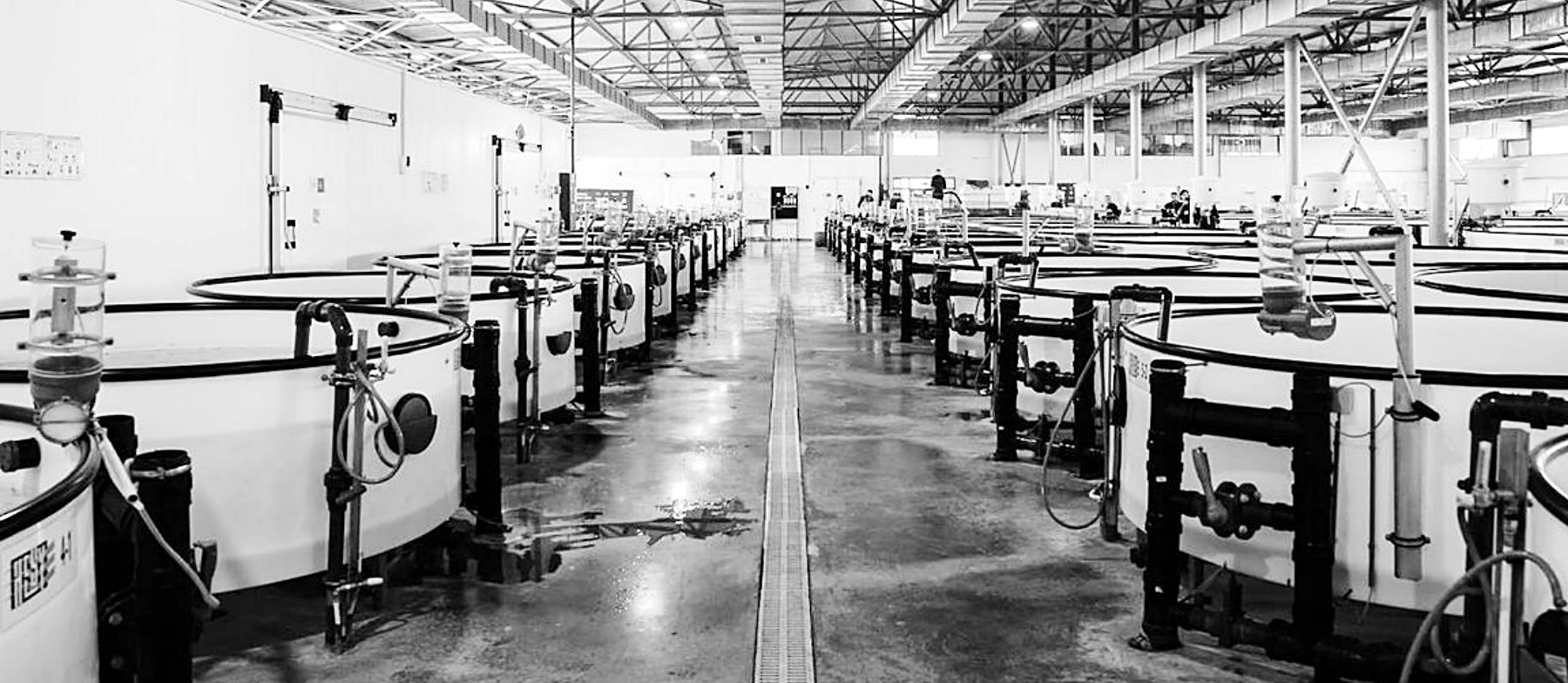 Nave de acuicultura de Caspian Soul con tanques del sistema cerrado RAS